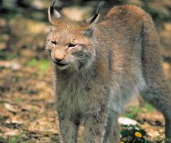 lynx