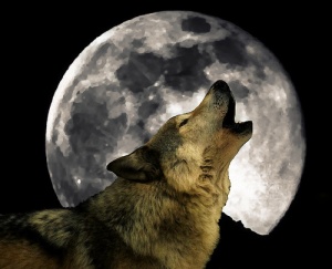 wolf-moon