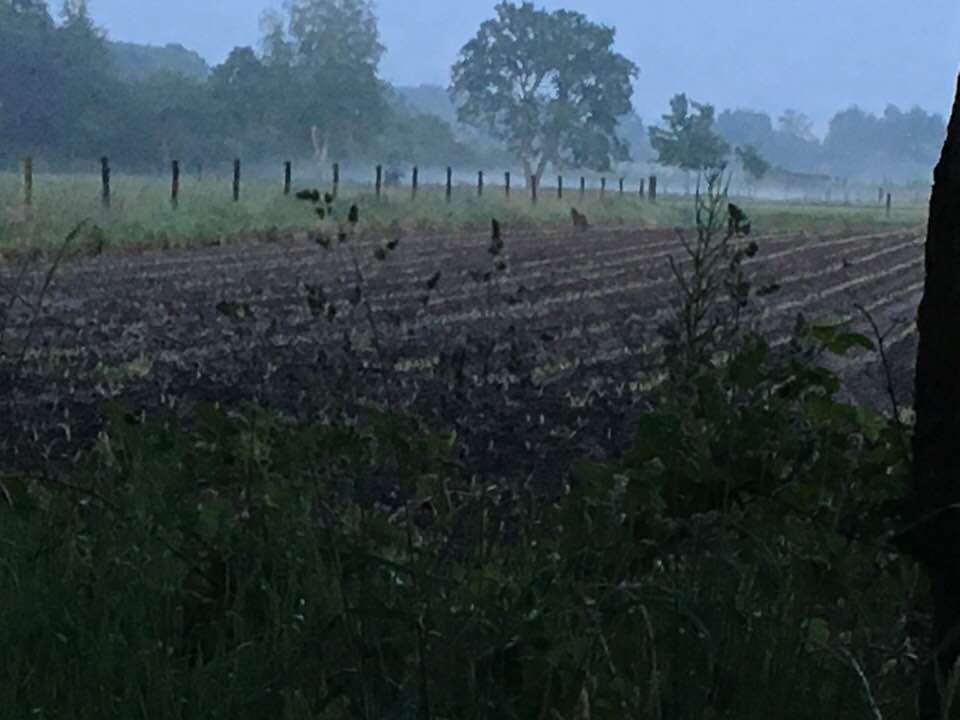 vos
